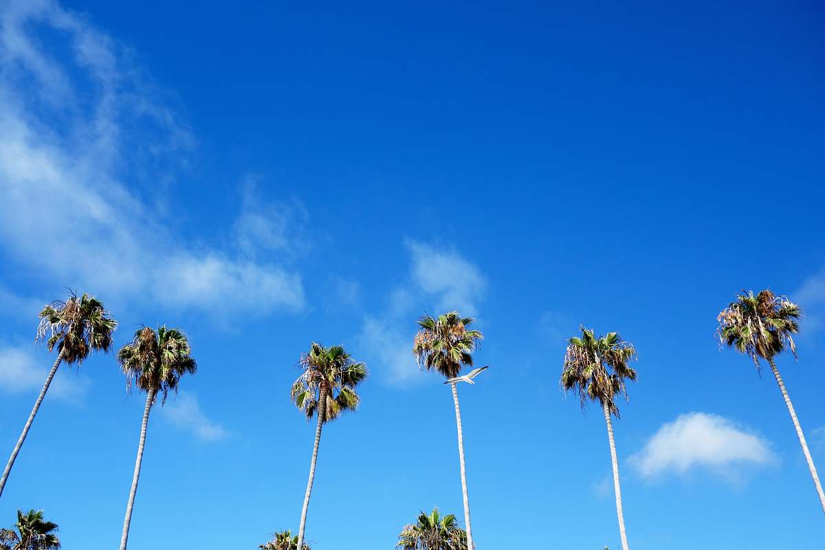 palm tree six palm trees under cloudy sky flora